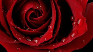 whats_in_a_name rose